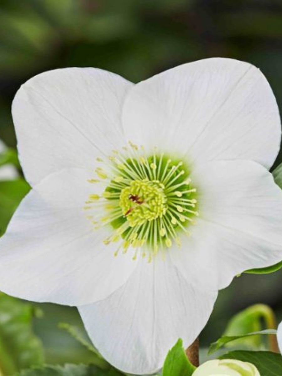 Hellebore Winter Ballet 'Lisann' 1G